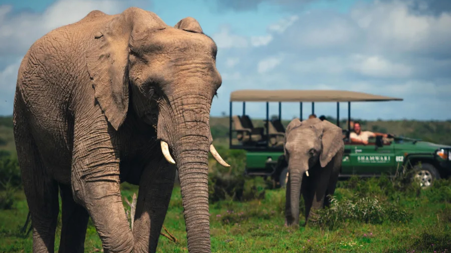 Elephants in Shamwari Game Reserve, South Africa