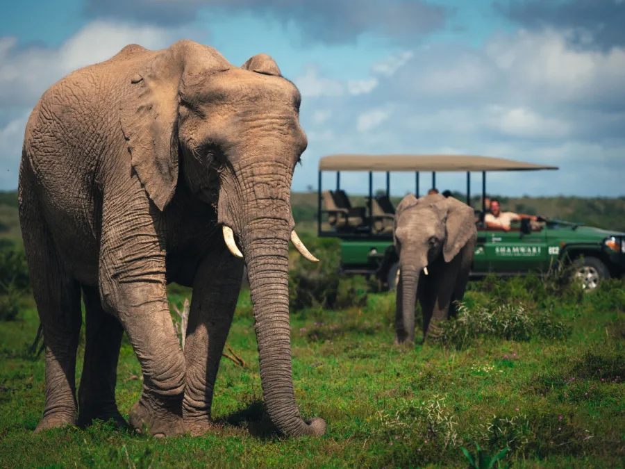 days-on-safari-shamwari-eastern-cape-reserve-eastern-cape-south-africa-wild-life-177946 Elephants in Shamwari Game Reserve, South Africa